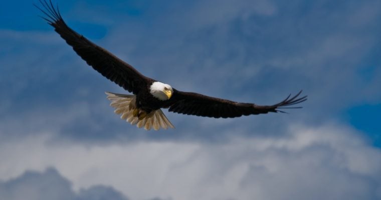 bald eagle soaring in sky