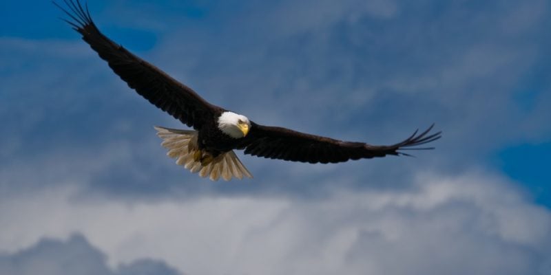 bald eagle soaring in sky