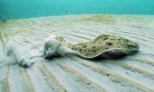 flounder swimming on ocean floor