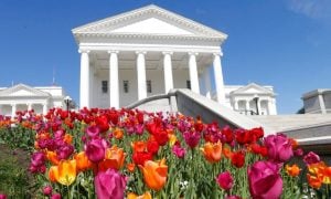 Tulips Bloom In Front Of Virginia State Capitol