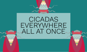PlayUSA blue box three cicadas vector with text