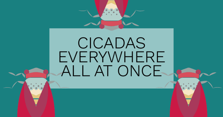 Cicada-geddon 2024: Are You Ready For The Billion-Bug Spectacle?