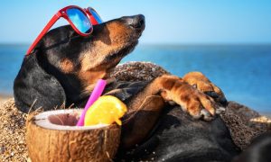 Dog In Sunglasses Sun Bathes On Beach