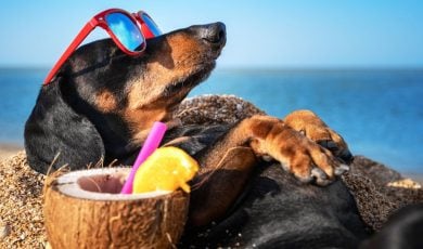 Dog In Sunglasses Sun Bathes On Beach