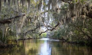 Louisiana Bayou