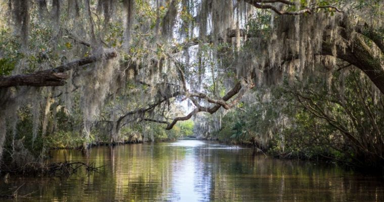 Louisiana Bayou