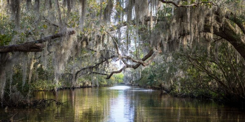 Louisiana Bayou