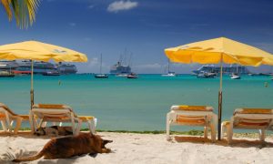 Yellow Beach Chairs And Umbrellas With Lazy Dogs