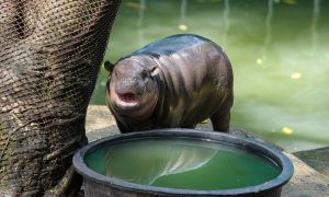 moo deng drinks from a water pool