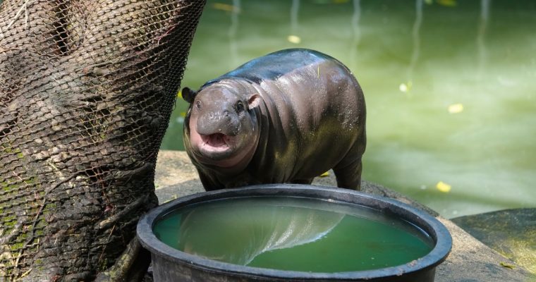 moo deng drinks from a water pool