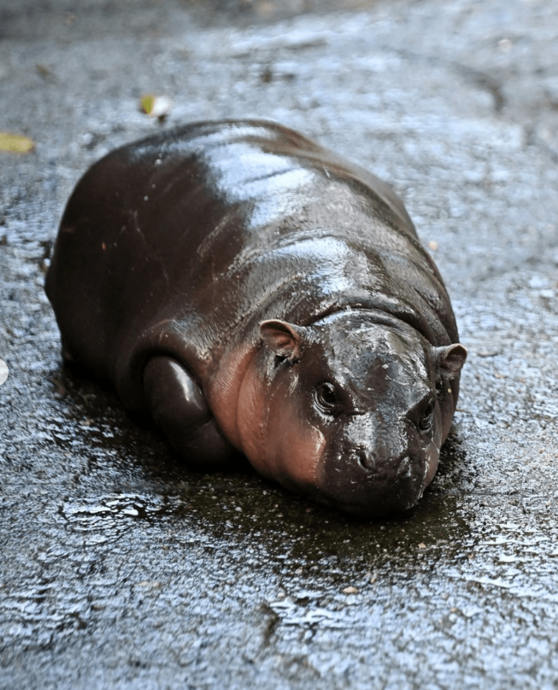 moo deng loafing on ground