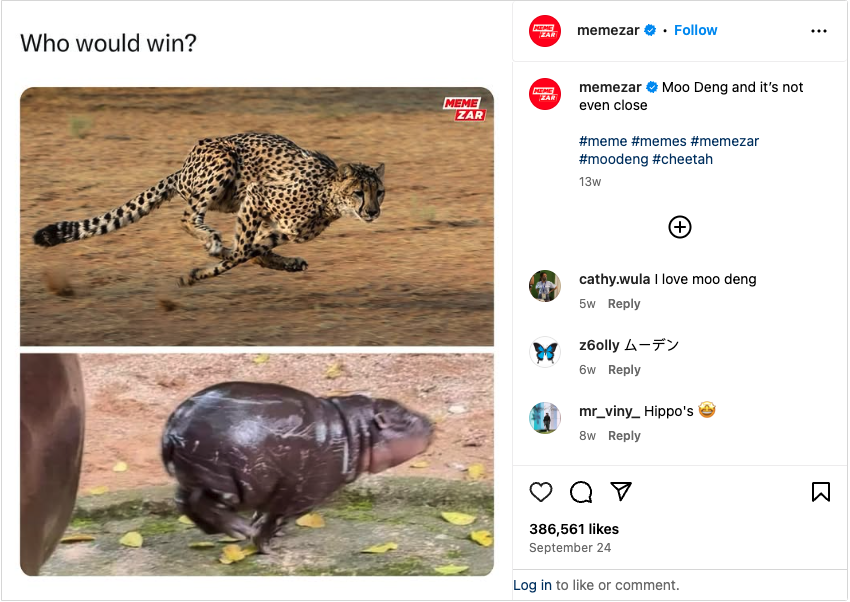 moo deng racing cheetah meme