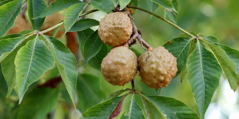 Ohio state buckeye chestnut tree
