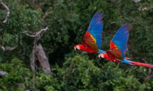 Rainforest flying macaws
