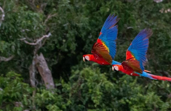 Rainforest flying macaws