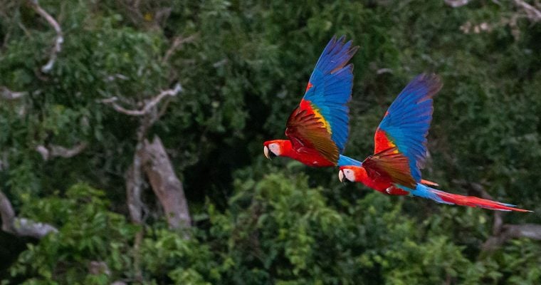 Rainforest flying macaws