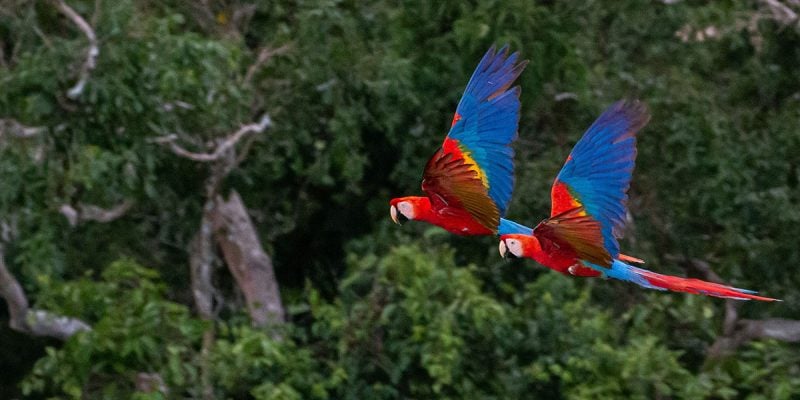 Rainforest flying macaws