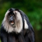 Surprised Lion-tailed Black Fur with Silver Mane Monkeys in Green Rainforest