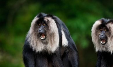 Surprised Lion-tailed Black Fur with Silver Mane Monkeys in Green Rainforest