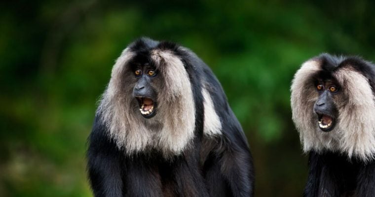 Surprised Lion-tailed Black Fur with Silver Mane Monkeys in Green Rainforest