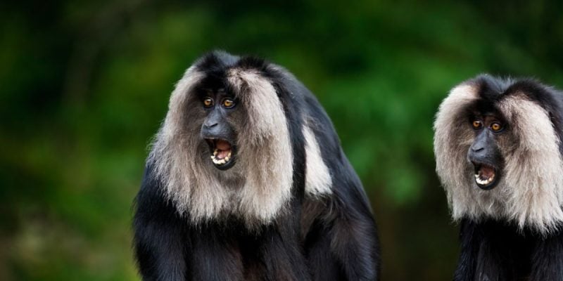 Surprised Lion-tailed Black Fur with Silver Mane Monkeys in Green Rainforest