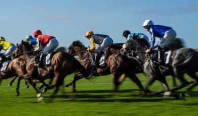 Group of Racing Horses Run On Green Grass On Sunny Day
