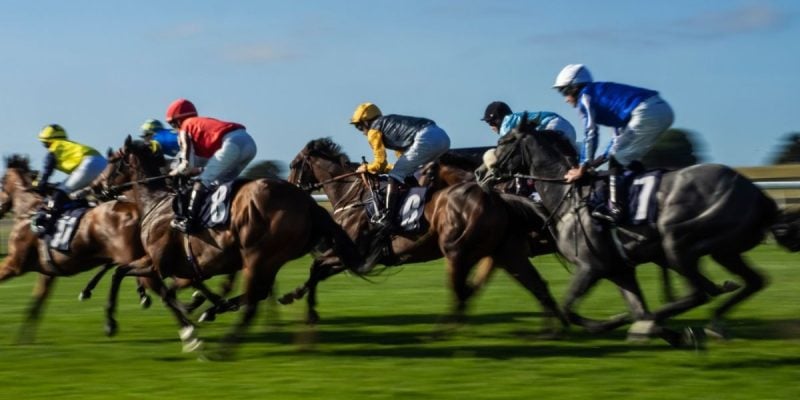 Group of Racing Horses Run On Green Grass On Sunny Day
