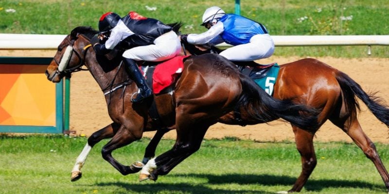 Side View of Two Brown Horses Racing on a Sunny Day