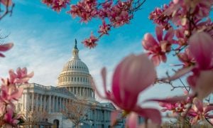 Blue Skies Above And Pink Blossoms Surround The US Capitol Building in Washington DC