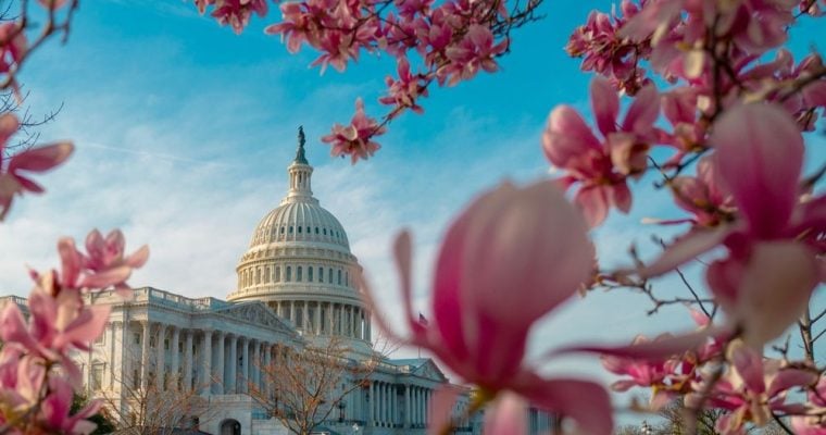 Blue Skies Above And Pink Blossoms Surround The US Capitol Building in Washington DC