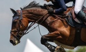 Close Up of Thoroughbred Brown Horse with Rider Jumps
