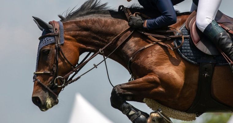 Close Up of Thoroughbred Brown Horse with Rider Jumps