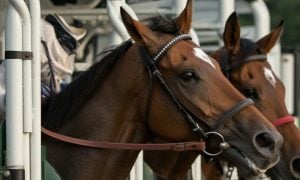 Florida decoupling bill fails to pass, a win for the horse racing industry.