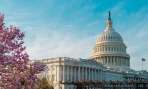 Exterior of US State Capitol Building in Washington, D.C. and Cherry Blossom Tree