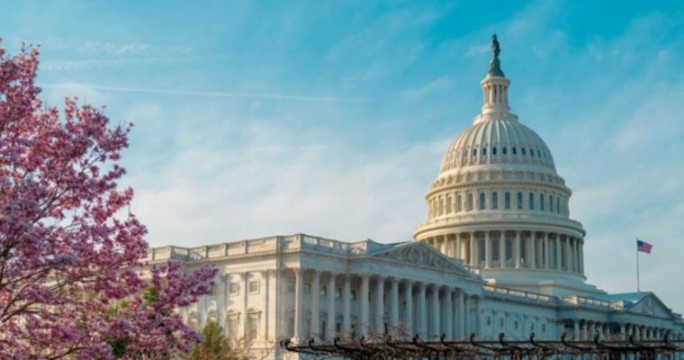 Exterior of US State Capitol Building in Washington, D.C. and Cherry Blossom Tree