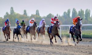 Several Horses Racing on a Dirt Race Track on A Sunny Day
