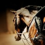 Profile of Brown Horse With Rider Sitting on Saddle