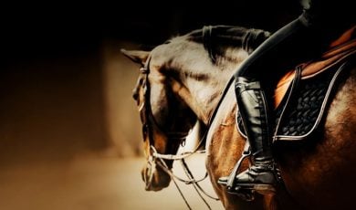 Profile of Brown Horse With Rider Sitting on Saddle