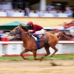 Jockey Races on a Brown Horse With Spectators Watching in Background