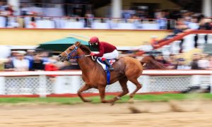 Jockey Races on a Brown Horse With Spectators Watching in Background
