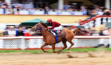 Jockey Races on a Brown Horse With Spectators Watching in Background