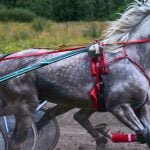 Grey and Brown Horses Run Side-by-Side in A Harness Horseracing Competition
