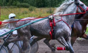 Grey and Brown Horses Run Side-by-Side in A Harness Horseracing Competition