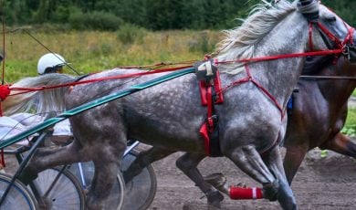 Grey and Brown Horses Run Side-by-Side in A Harness Horseracing Competition