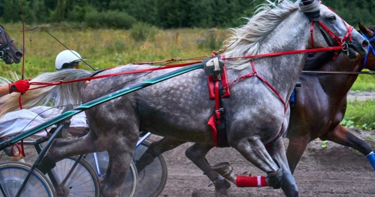 Grey and Brown Horses Run Side-by-Side in A Harness Horseracing Competition
