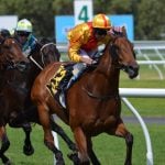 Beautiful Brown Thoroughbred Horse Race on Grass Track