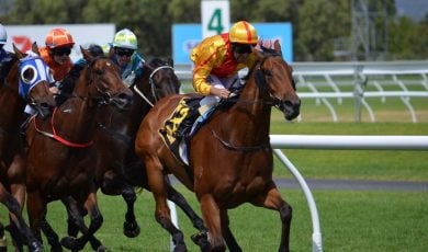 Beautiful Brown Thoroughbred Horse Race on Grass Track