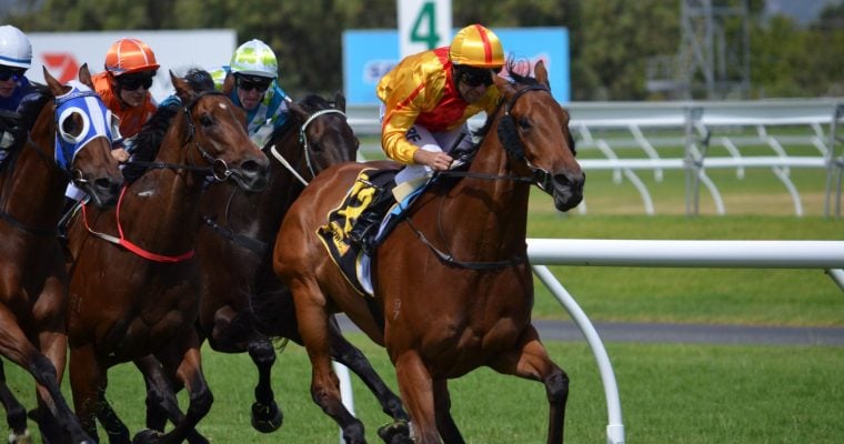 Beautiful Brown Thoroughbred Horse Race on Grass Track