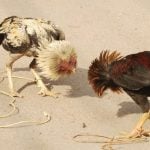 Indiana authorities arrested five people after a raid on an alleged cockfighting operation.
