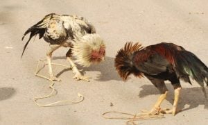 Indiana authorities arrested five people after a raid on an alleged cockfighting operation.